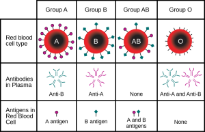 ABO_blood_type.svg